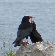 Red-billed Choughs - Pyrrhocorax pyrrhocorax © Teresa Farino